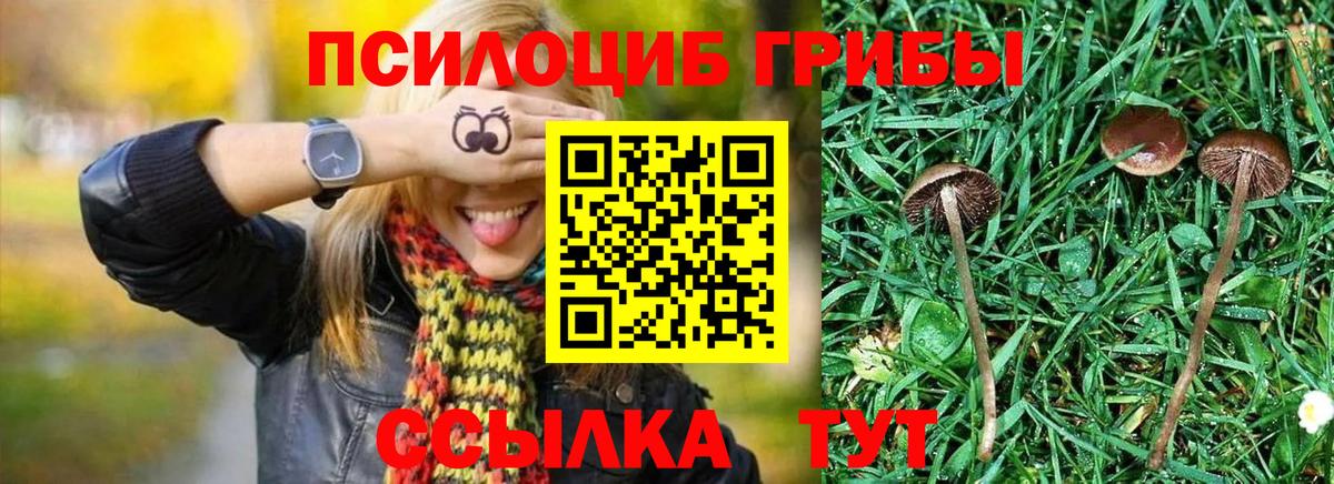 Псилоцибиновые грибы Psilocybine cubensis Тихвин